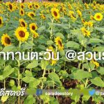 ทุ่งดอกทานตะวัน @สวนรถไฟ