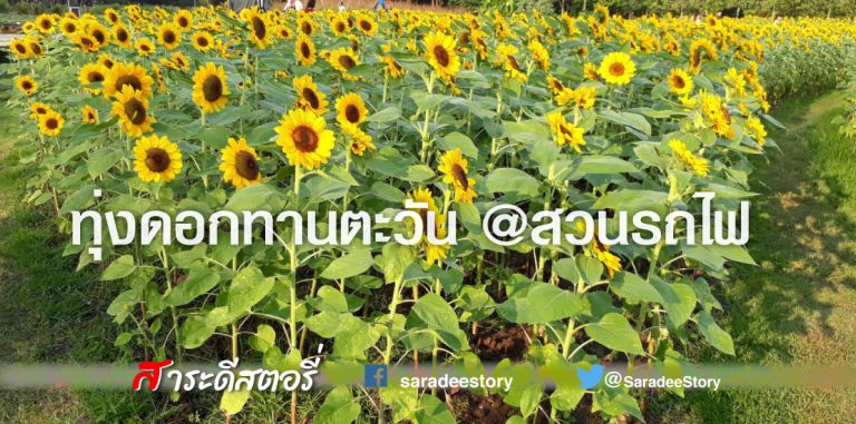 ทุ่งดอกทานตะวัน @สวนรถไฟ