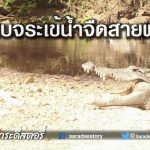 พบจระเข้น้ำจืดสายพันธุ์ไทย