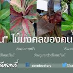 “ว่าน” ไม้มงคลของคนไทย