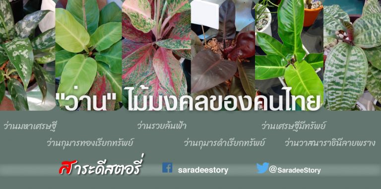 “ว่าน” ไม้มงคลของคนไทย