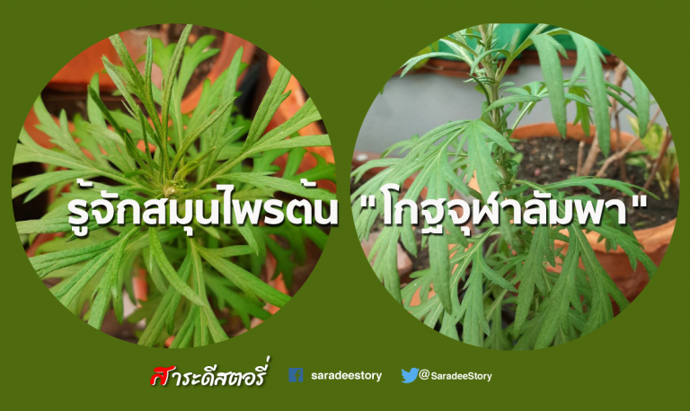 รู้จักสมุนไพรต้น “โกฐจุฬาลัมพา”