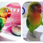 นกสัตว์เลี้ยงแก้แหงา และแสนเชื่อง