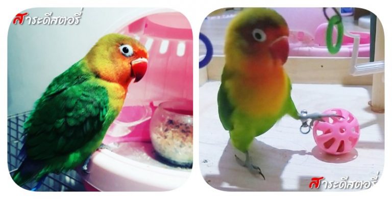 นกสัตว์เลี้ยงแก้แหงา และแสนเชื่อง