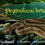 รู้จักงูยักษ์ในนาม ไททันโนโบ