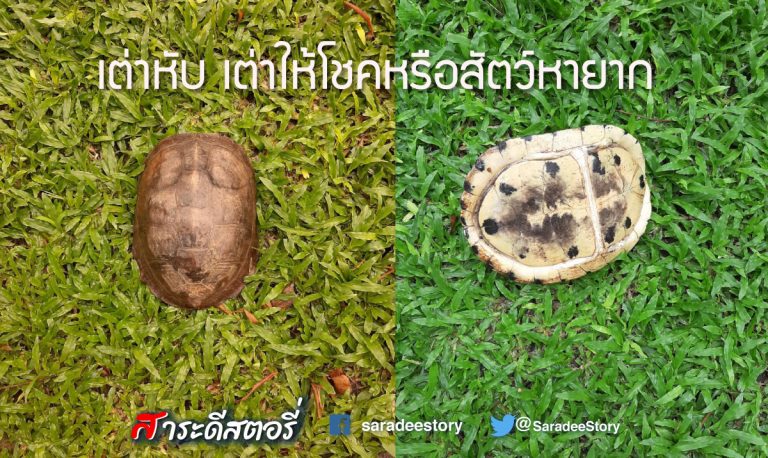 เต่าหับ เต่าให้โชคหรือสัตว์หายาก