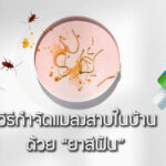 วิธีกำจัดแมลงสาบในบ้าน