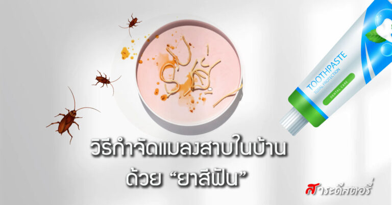 วิธีกำจัดแมลงสาบในบ้าน