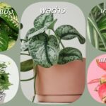 ต้นไม้ยอดนิยม ปลูกในน้ำ ปลูกง่ายไม่ต้องใช้ดิน