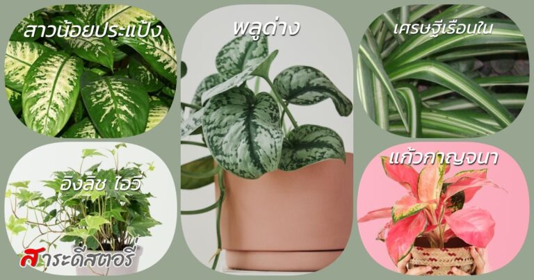 ต้นไม้ยอดนิยม ปลูกในน้ำ ปลูกง่ายไม่ต้องใช้ดิน