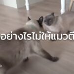 ทำอย่างไรไม่ให้แมวตีกัน