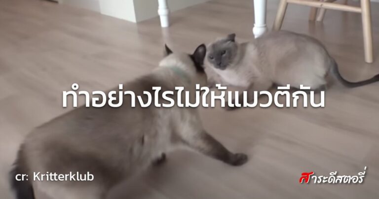 ทำอย่างไรไม่ให้แมวตีกัน