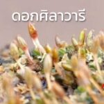 มารู้จัก”ดอกศิลาวารี” กันเถอะ