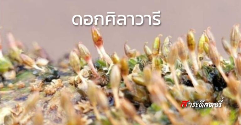 มารู้จัก”ดอกศิลาวารี” กันเถอะ