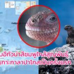 พบอีกัวน่าสีชมพูใกล้สูญพันธุ์บนเกาะกาลาปาโกสเป็นครั้งแรก