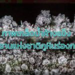 ภาพเกล็ดน้ำค้างแข็ง อุทยานแห่งชาติภูหินร่องกล้า