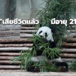 หลินฮุ่ยเสียชีวิตแล้ว มีอายุ 21 ปี 7 เดือน