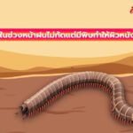 แพทย์ผิวหนังเตือน กิ้งกือในช่วงหน้าฝนไม่กัดแต่มีพิษทำให้ผิวหนังไหม้