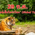 29 กรกฎาคม “วันอนุรักษ์เสือโคร่งโลก” (Global Tiger Day)