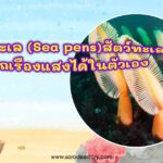 ปากกาทะเล (Sea pens) สัตว์ทะเลที่สามารถเรืองแสงได้ในตัวเอง