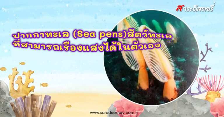 ปากกาทะเล (Sea pens) สัตว์ทะเลที่สามารถเรืองแสงได้ในตัวเอง