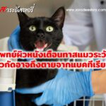 แพทย์ผิวหนังเตือนทาสแมวระวังแผลแมวกัดอาจถึงตายจากแบคทีเรียกินเนื้อคน