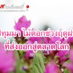 ปทุมมา ไม้ดอกช่วงฤดูฝน ที่ส่งออกสู่ตลาดโลก