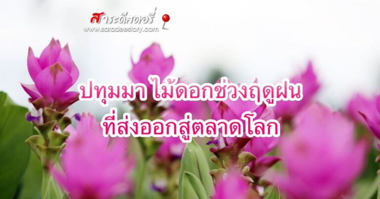 ปทุมมา ไม้ดอกช่วงฤดูฝน ที่ส่งออกสู่ตลาดโลก
