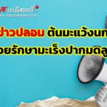 ข่าวปลอม ต้นมะแว้งนกช่วยรักษามะเร็งปากมดลูก