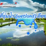 ร่วมอนุรักษ์และฟื้นฟูพื้นที่ชุ่มน้ำ เพื่อเอาชนะวิกฤติสภาพภูมิอากาศ