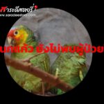 โรคไข้นกแก้ว ยังไม่พบผู้ป่วยในไทย