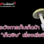 กรมควบคุมโรค เตือนประชาชนให้ระวังการเก็บเห็ดป่า อาจเป็น “เห็ดพิษ” เสี่ยงเสียชีวิตได้ 