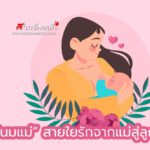 นมแม่