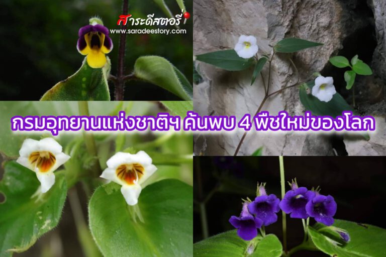 กรมอุทยานแห่งชาติฯ ค้นพบ 4 พืชใหม่ของโลก “หยาดวานรพักตร์” ดอกไม้หน้าลิงสุดแปลก ซ่อนในเขาหินปูนลพบุรี 
