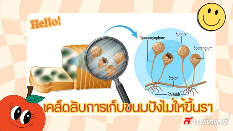 เคล็ดลับการเก็บขนมปังไม่ให้ขึ้นรา และข้อควรระวัง