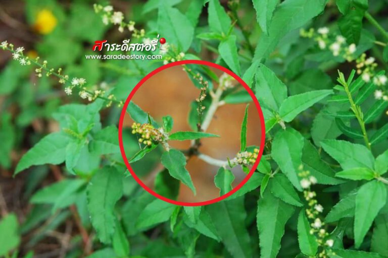 “เปล้าทุ่ง” พืชต่างถิ่นที่กำลังรุกรานคุกคามระบบนิเวศไทย