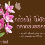 “ไม้ตัดดอก” ตลาดส่งออกสดใส