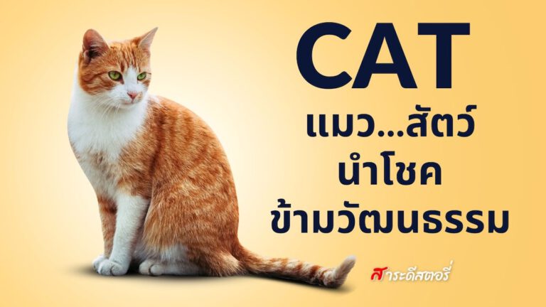 “แมว…สัตว์นำโชคข้ามวัฒนธรรม”