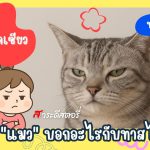 "หน้าแมว" บอกอะไรกับทาสได้บ้าง