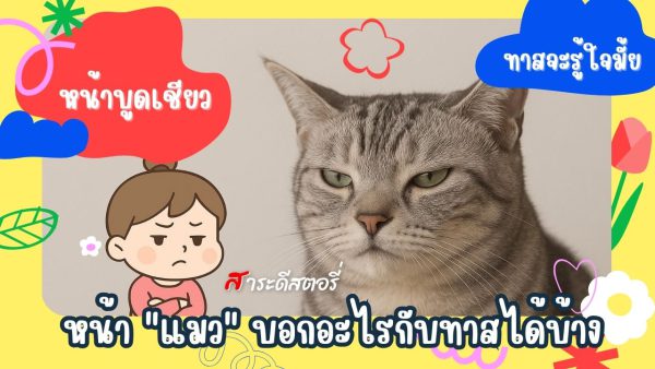 "หน้าแมว" บอกอะไรกับทาสได้บ้าง