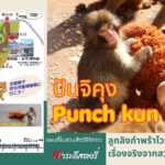 ปันจิคุง ลูกลิงวอกญี่ปุ่น Ichikawa Zoo