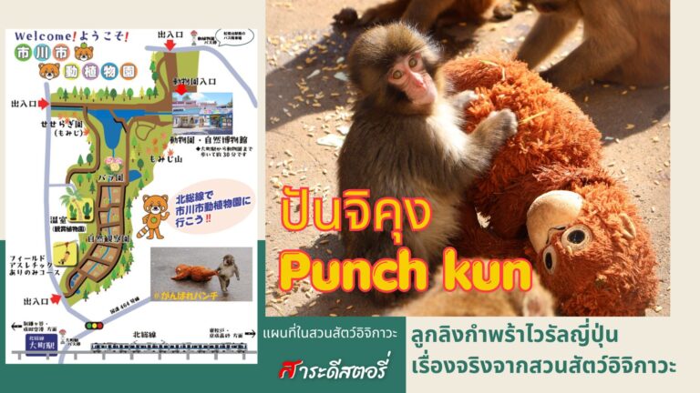 ปันจิคุง (Punch-kun) ลูกลิงกำพร้าไวรัลญี่ปุ่น | เรื่องจริงจากสวนสัตว์อิจิกาวะ