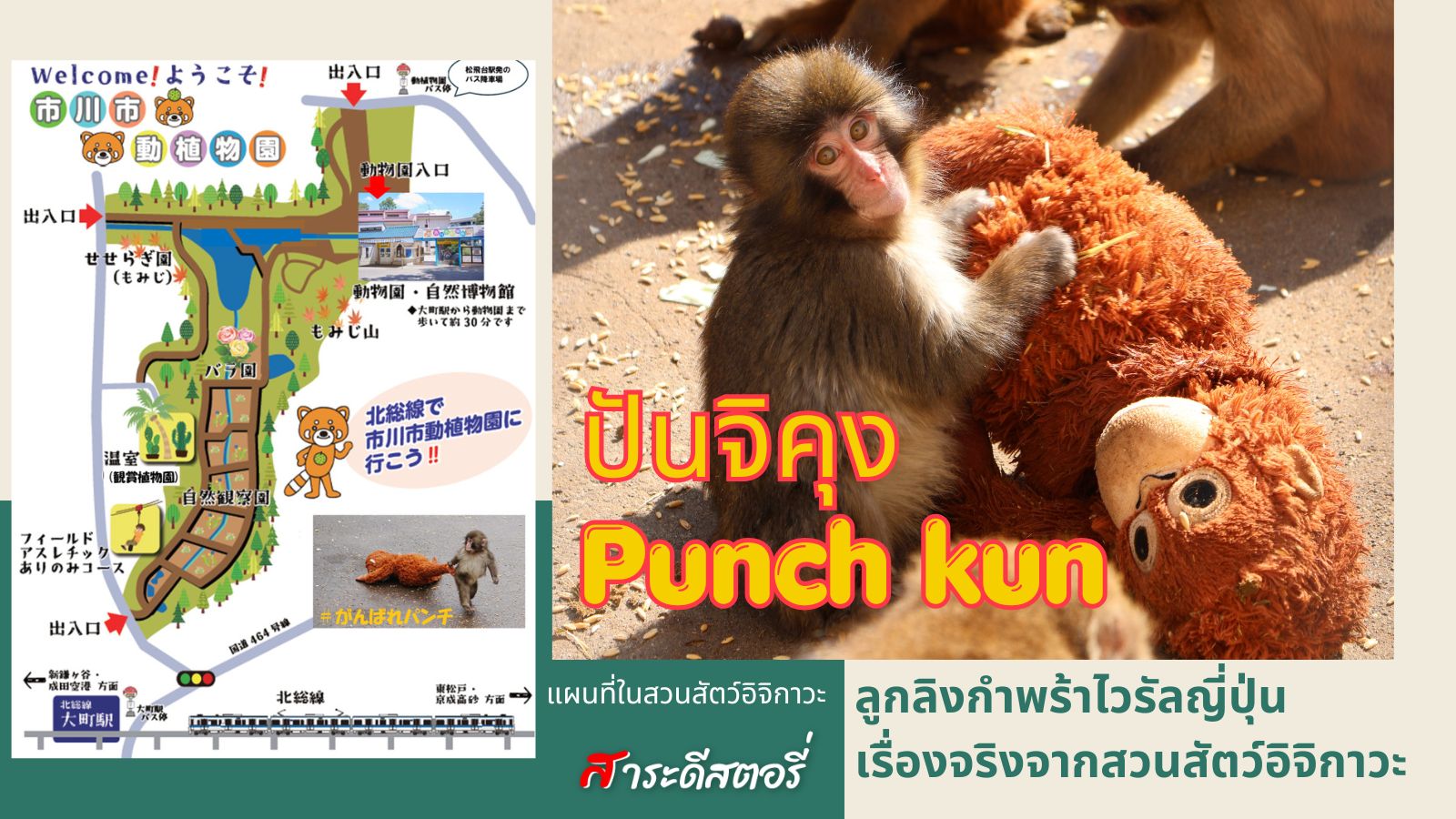 ปันจิคุง ลูกลิงวอกญี่ปุ่น Ichikawa Zoo